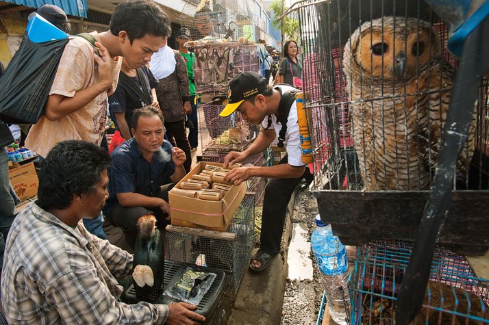 Vietnam prohíbe el comercio de animales salvajes por la COVID-19