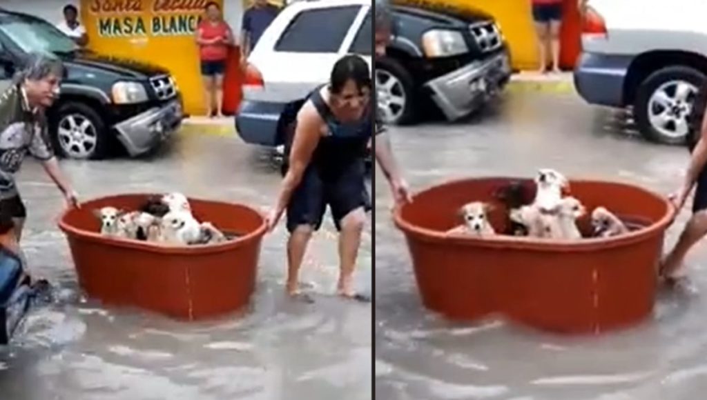 Perdieron todo por el huracán Hanna, pero salvaron a sus perritos