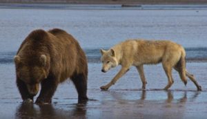 Donald Trump autoriza caza de osos y lobos en Alaska, Obama la había prohibido