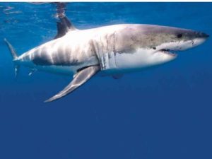 Piden drones vigilantes de tiburón blanco