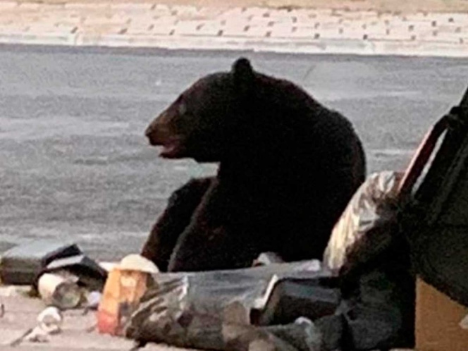 Otro oso se deja ver en Santa Catarina, NL