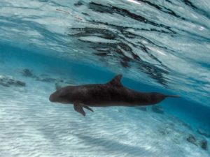 Ayudan en Cozumel a ‘Bebé Keiko’ a regresar a su hábitat