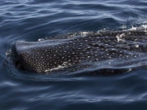 Tiburón ballena, la esperanza de reactivación de Holbox