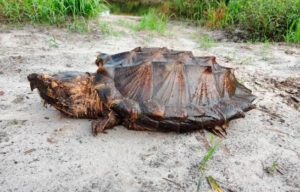 Hallan tres ejemplares de una rara especie de tortuga en Florida