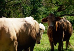 Garantiza SDR sanidad en sector pecuario para exportación a EE.UU.