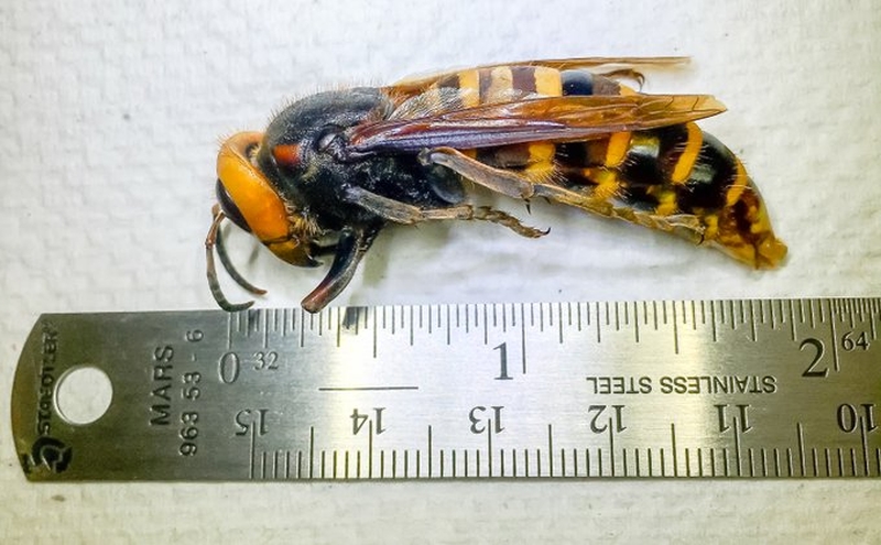 Capturan un avispón gigante asiático por primera vez en Washington