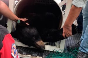 Oso de Chipinque es capturado, dormía plácidamente en patio de una casa en San Pedro