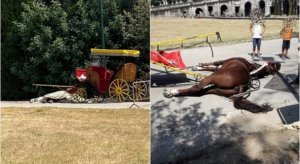 Caballo que transportaba turistas en carruajes de Italia muere insolado