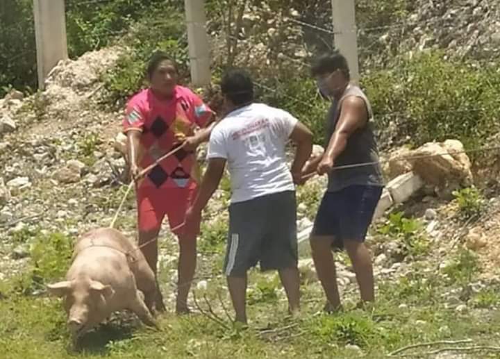 Pobladores de Campeche realizan rapiña de cerdos tras volcadura de camión