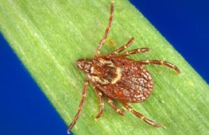 Detectan en China virus que se transmite por picaduras de garrapatas