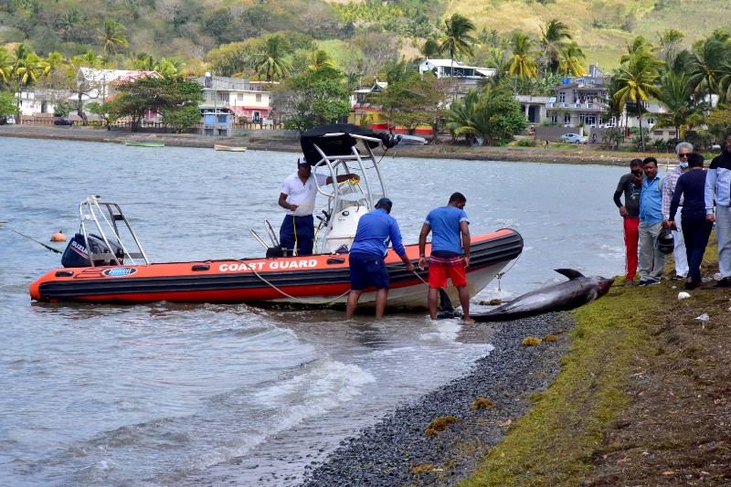 Pescadores luchan para salvar a decenas de delfines del derrame de petróleo en Isla Mauricio