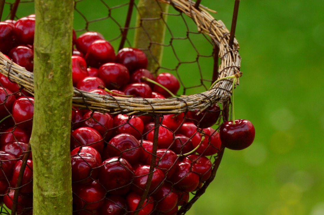 Cerezas, las mejores aliadas para prevenir el cáncer y el envejecimiento