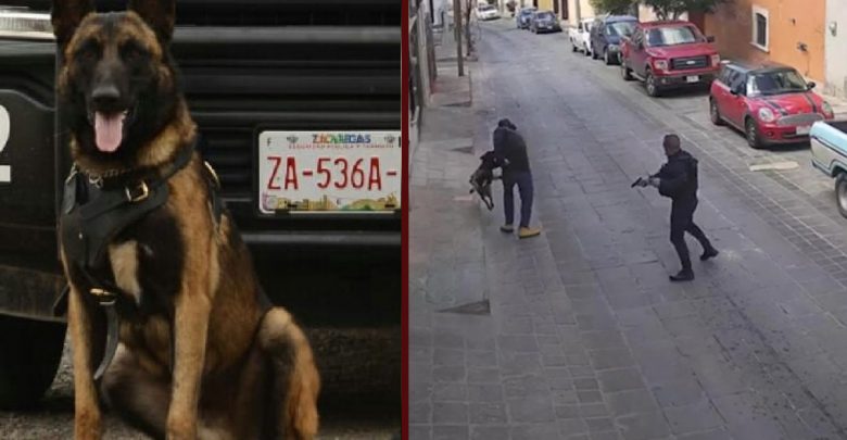 ‘Rocko’… perro policía regresa a patrullar tras ser apuñalado