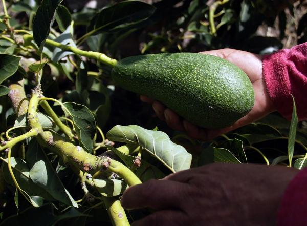 Busca SDR denominación de origen para amaranto, chile poblano criollo y aguacate fuerte