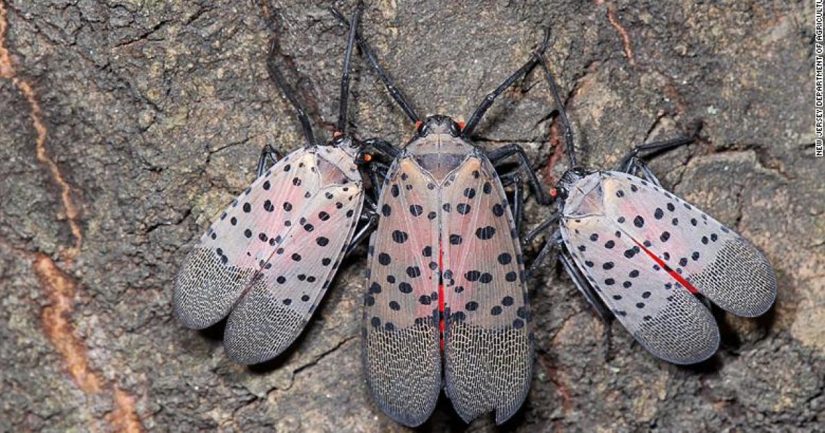 Un insecto exótico pone a ocho condados de Nueva Jersey bajo cuarentena