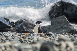 Descubren desde el espacio nuevas colonias de pingüinos en la Antártida