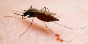 Científicos cartografían el sistema inmune del mosquito para ayudar a combatir la malaria