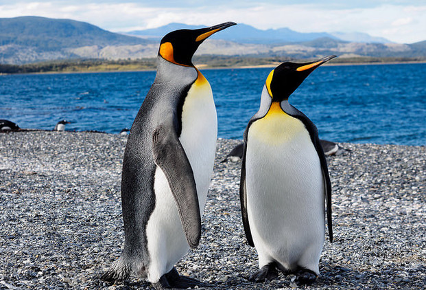 Mazatlán albergará el primer centro de conservación de pingüinos spheniscus humboldti