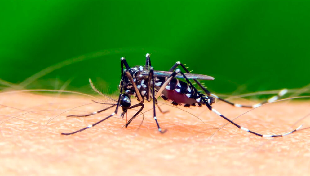 Puebla octavo lugar el mayor número de casos de dengue