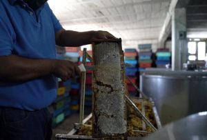 Atiende Secretaría de Desarrollo Rural varroasis en abejas