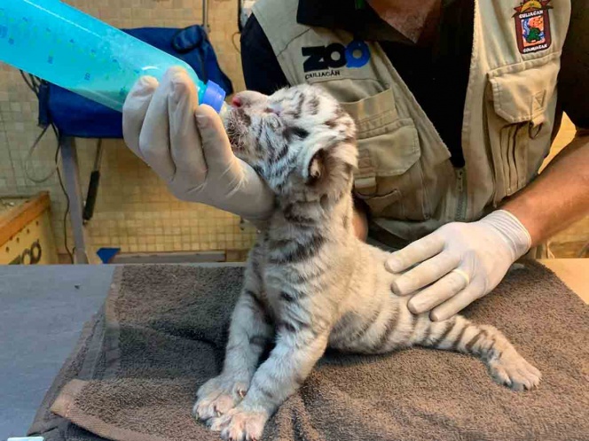 Nace tigre de bengala blanco en Zoo Culiacán