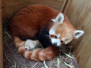 Nace panda rojo en zoológico de Berlín