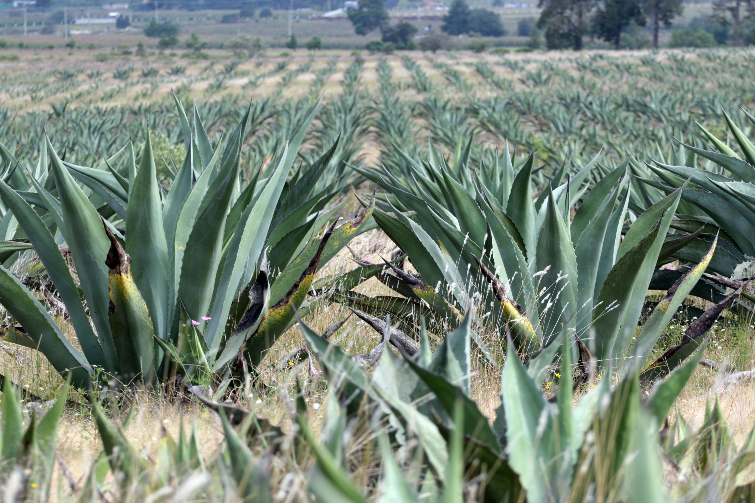 Buscar SDR estrategias para impulso productivo de maguey pulquero en la Sierra Norte