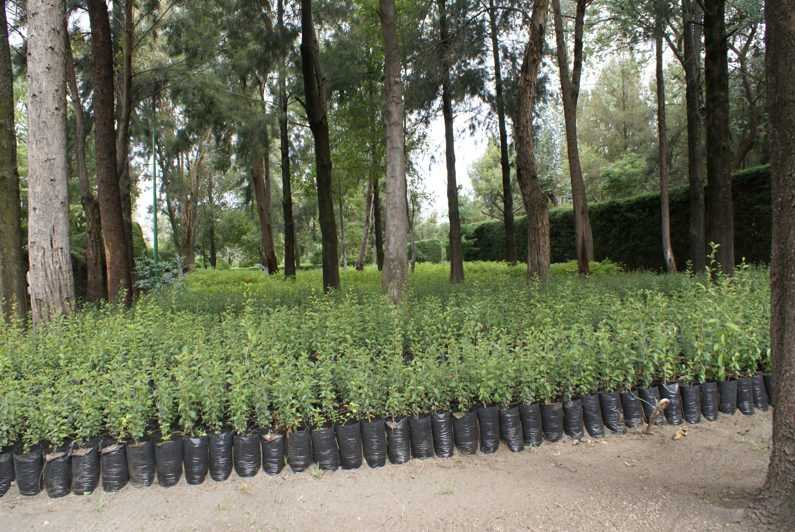 Agua de Puebla cuenta con más de 21 mil plantas en el Vivero de Apetlachica