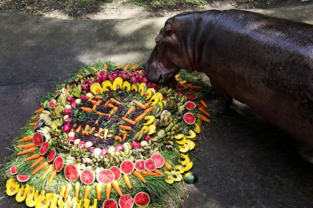 Hipopótamo más longevo de Tailandia celebra su cumpleaños con pastel de frutas