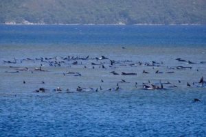 Más de 250 ballenas encallan en playa de Australia