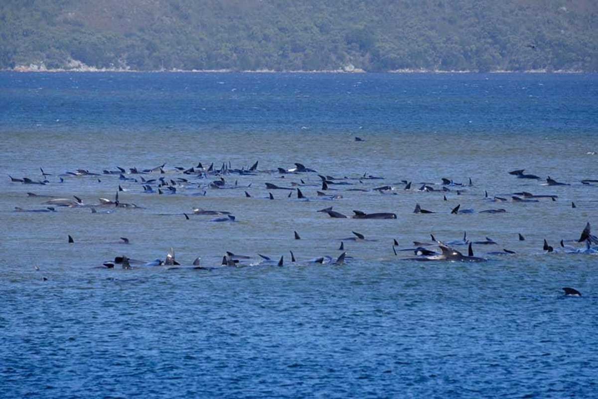 Más de 250 ballenas encallan en playa de Australia