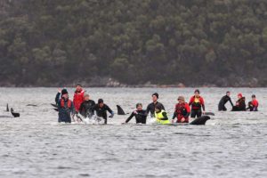 Mueren casi todas las ballenas encalladas en Australia