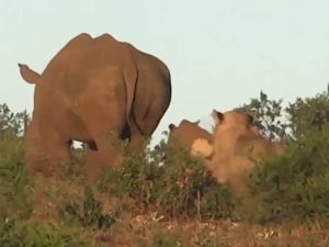 Así protege mamá rinoceronte a su cría del ataque de león hambriento
