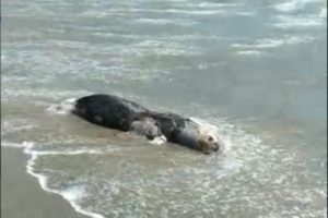 Lobos marinos continúan apareciendo muertos en BCS