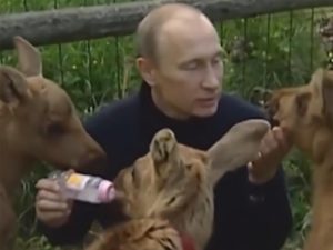 Captan a Vladimir Putin dando mamila a bebés de alce