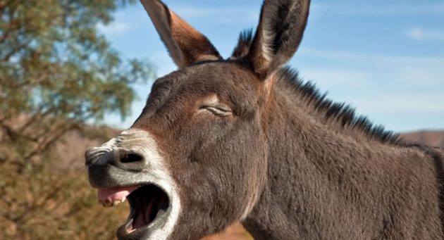 El burro no está en peligro de extinción, afirma la UNAM