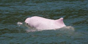 Reaparecen delfines rosados en Hong Kong tras suspender tráfico marino por COVID-19