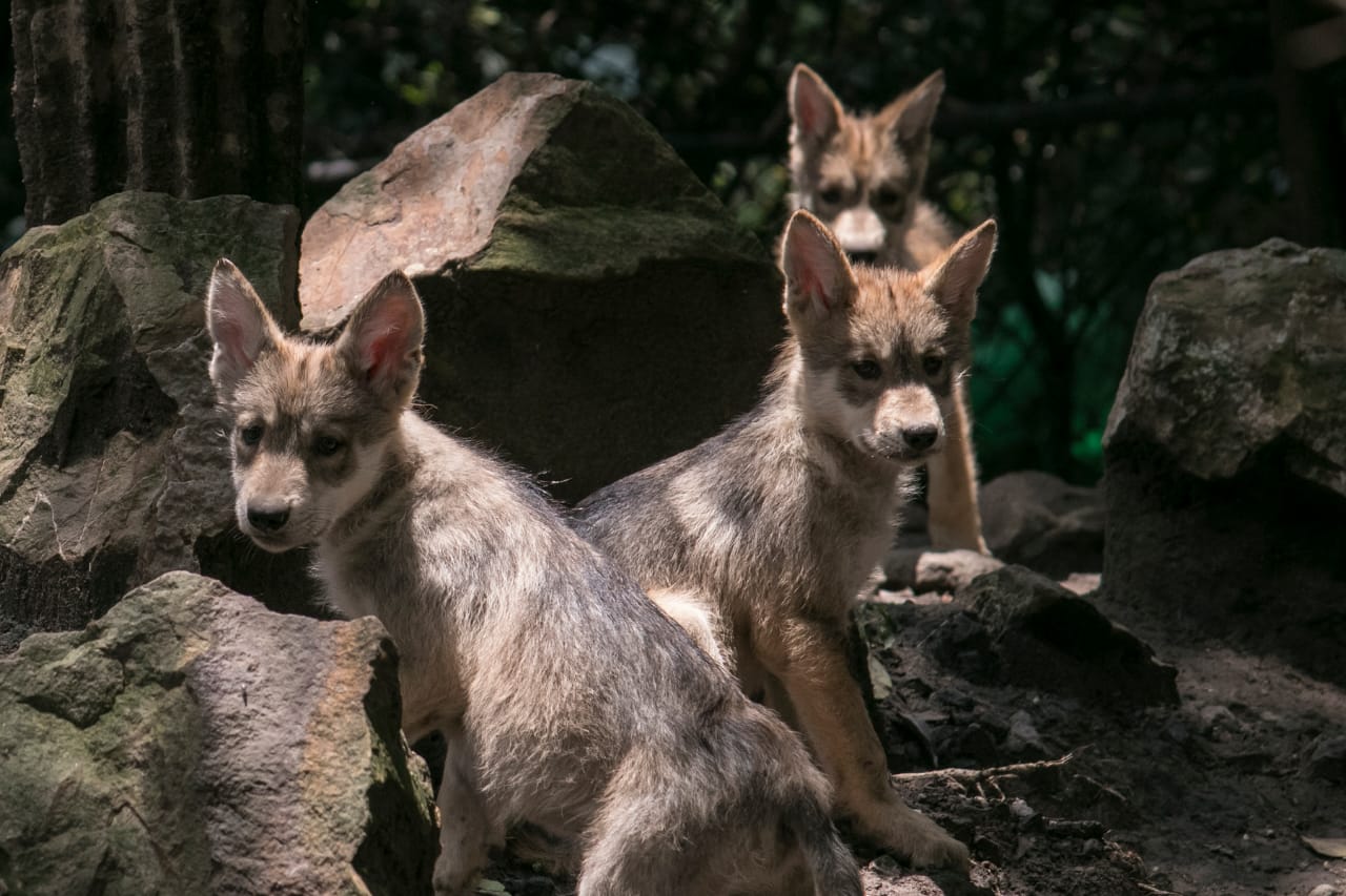 Logran zoológicos de la CDMX conservación del lobo mexicano