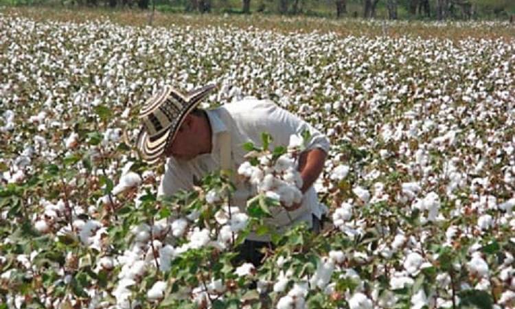La producción de algodón en México cayó 50%, causando pérdidas por 5 mil 400 millones de pesos
