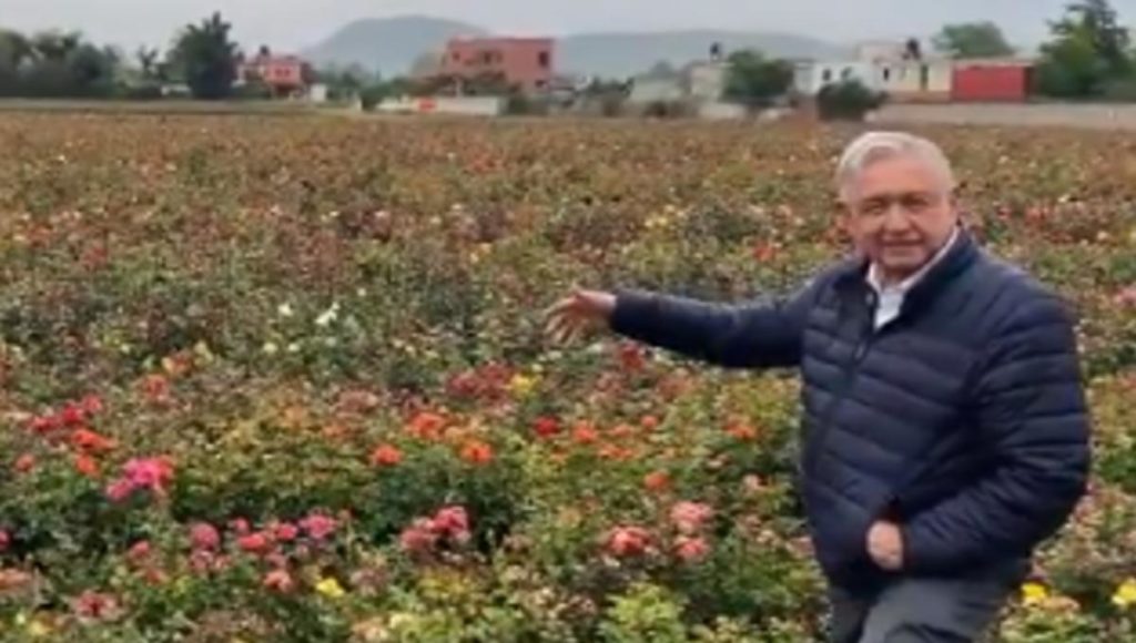 “Pueden pensar que es cursi, pero esto es México”: AMLO presume rosal de Atlixco