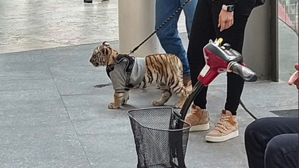 Mujer pasea a cachorro tigre de bengala en plaza comercial de Polanco