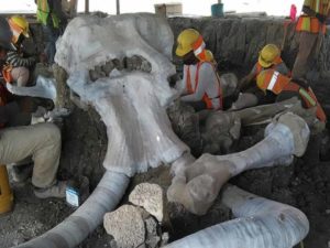 Santa Lucía, una ‘central de mamuts’: encuentran 200 esqueletos