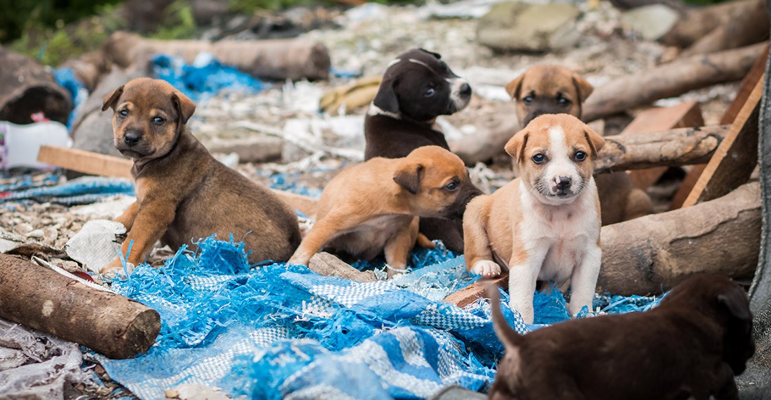 Será construido en Amalucan un centro de bienestar animal