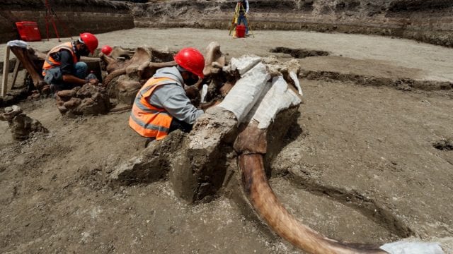 Suman 200 mamuts encontrados en terrenos del aeropuerto de Santa Lucía