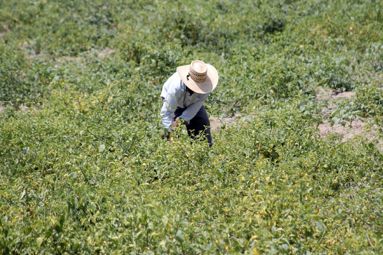 Reconoce SDR trabajo de productores agrícolas para recuperación del campo poblano