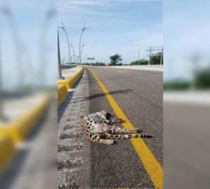 Jaguar muere atropellado en Campeche
