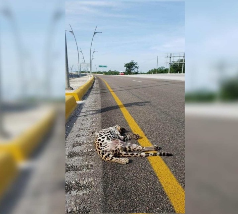 Jaguar muere atropellado en Campeche