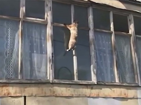 ¿Spider-gato?: Captan a gatito trepando edificio para entrar por ventana