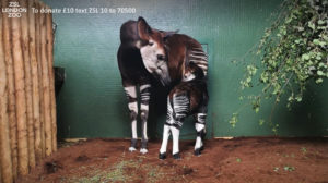 Nace una cría de Okapi en el zoológico de Londres, una especie en peligro de extinción