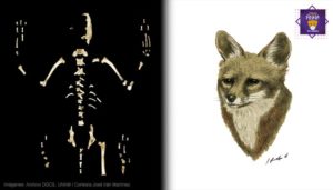 Expertos de la UNAM descubren nueva especie de zorro que vivió hace 4 millones de años
